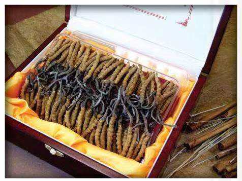 正安冬虫夏草回收